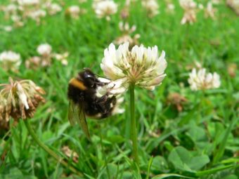 Howbery Park to create buzz about bees