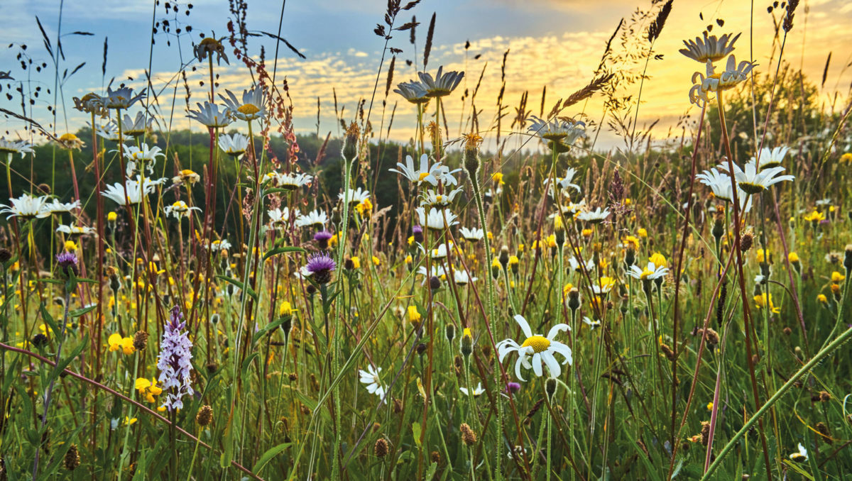 A new opportunity for landowners and developers? Carter Jonas considers conservation covenants