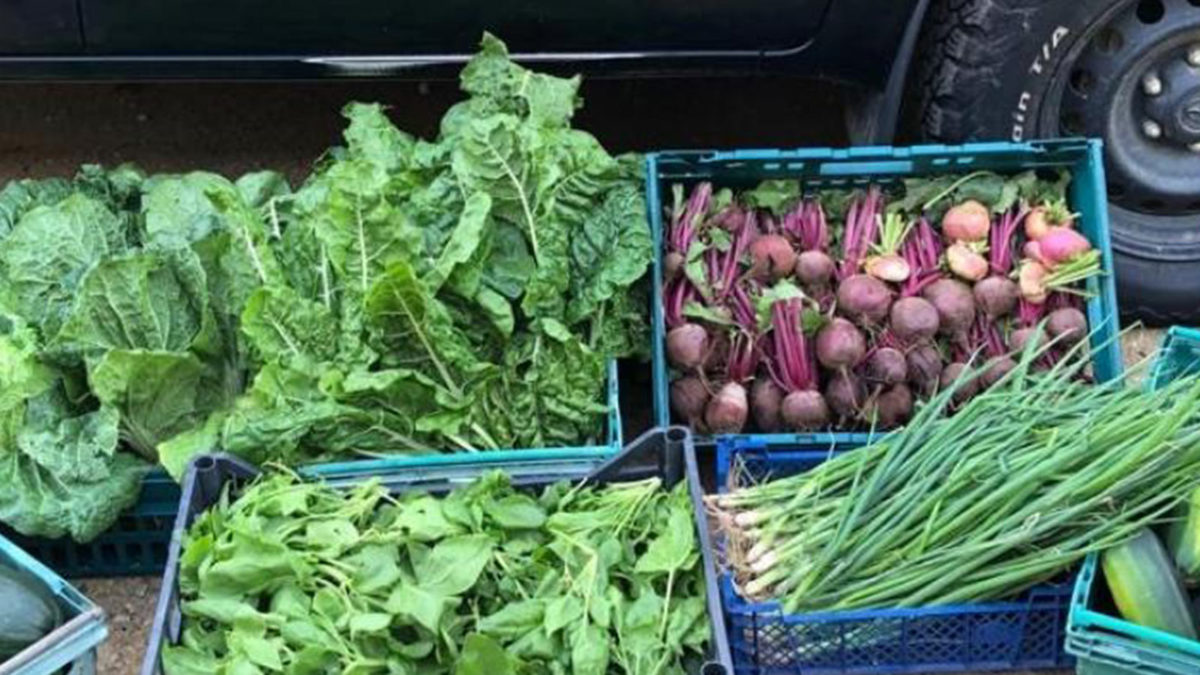 Our Herdsman Harvests Bumper Crop From Giant Veg Chaos Garden