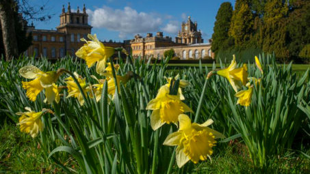 Blenheim Palace Spring Update